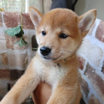 柴犬(標準サイズ)【鹿児島県・女の子・2023年6月19日・赤】の写真「見学日にお引き渡し可能♪」