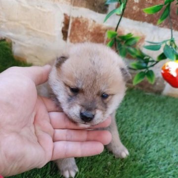 柴犬(標準サイズ)【鹿児島県・男の子・2023年8月1日・赤】の写真「コロコロもふもふの男の子♪」