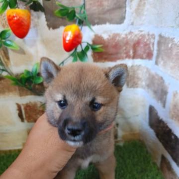 柴犬(標準サイズ)【鹿児島県・男の子・2022年6月21日・赤】の写真「ご見学の後にすぐお渡し可能の男の子です♪」