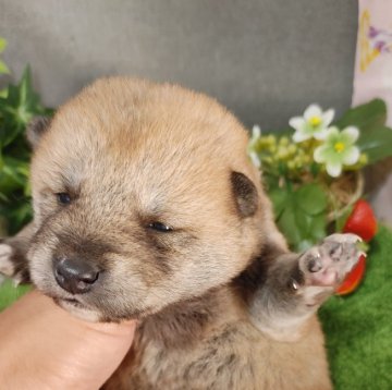 柴犬(標準サイズ)【鹿児島県・女の子・2021年11月2日・赤】の写真「お渡しは12/22以降です。女の子らしい優しいお顔」