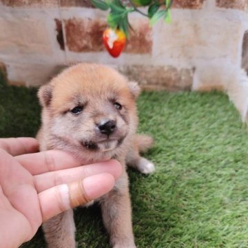 柴犬(標準サイズ)【鹿児島県・女の子・2023年6月19日・赤】の写真「コロコロもふもふの女の子です♪」