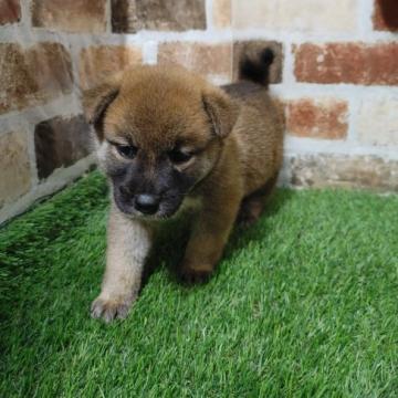 柴犬(標準サイズ)【鹿児島県・男の子・2022年8月16日・赤】の写真「コロコロもふもふの男の子です♪見学後すぐお渡し可」