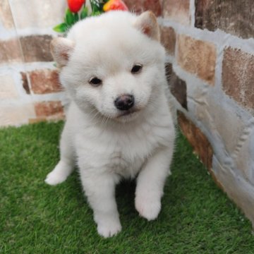 柴犬(豆柴)【鹿児島県・女の子・2023年11月20日・白】の写真「両親豆柴犬から産まれたコロコロの白熊ちゃん♪」