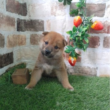 柴犬(標準サイズ)【鹿児島県・男の子・2024年7月22日・赤】の写真「コロコロタヌキ君♪」