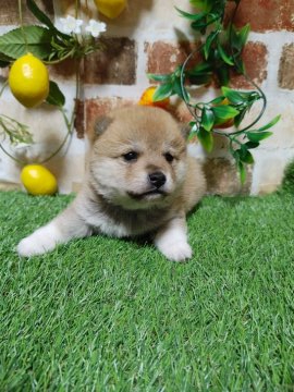 柴犬(豆柴)【鹿児島県・男の子・2022年3月15日・赤】の写真「小柄ながらもコロコロかわいい男の子です♪」