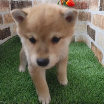 柴犬(標準サイズ)【鹿児島県・女の子・2022年11月22日・赤】の写真「見学後お引き渡し可能です♪」