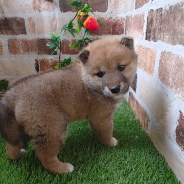 柴犬(標準サイズ)【鹿児島県・女の子・2022年12月27日・赤】の写真「コロコロして小柄な女の子♪見学後お引き渡し可能です」