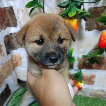 柴犬(標準サイズ)【鹿児島県・女の子・2022年6月14日・赤】の写真「コロコロもふもふのタヌキ顔の女の子です♪」