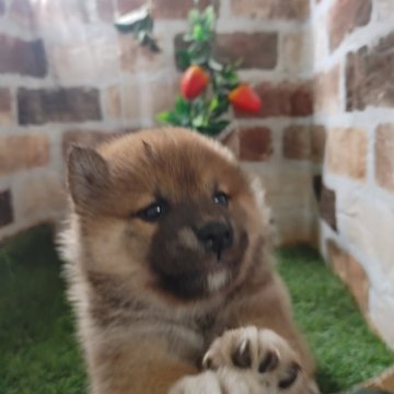 柴犬(標準サイズ)【鹿児島県・男の子・2023年12月25日・赤】の写真「コロコロもふもふの柴犬男子♪」