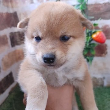 柴犬(標準サイズ)【鹿児島県・女の子・2023年9月18日・赤】の写真「コロコロもふもふの女の子♪」