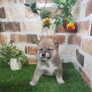 柴犬(標準サイズ)【鹿児島県・男の子・2023年4月10日・赤】の写真「コロコロもふもふの男の子♪」