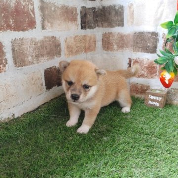 柴犬(標準サイズ)【鹿児島県・女の子・2024年6月13日・赤】の写真「小柄でコロコロの女の子♪」