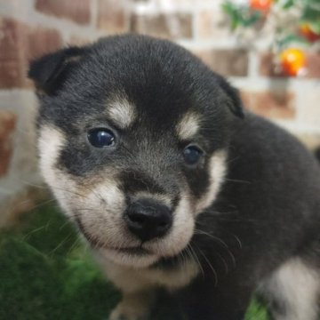 柴犬(標準サイズ)【鹿児島県・女の子・2023年4月10日・黒】の写真「人気の黒柴の女の子♪コロコロもふもふ元気一杯です」