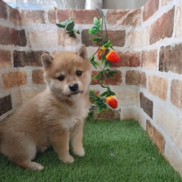 柴犬(標準サイズ)【鹿児島県・女の子・2022年11月22日・赤】の写真「見学後お引き渡し可能です♪」