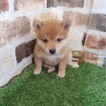 柴犬(豆柴)【鹿児島県・女の子・2024年7月20日・赤】の写真「豆柴認定犬の両親から産まれた小柄な女の子♪」