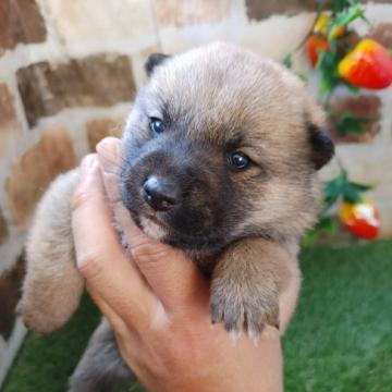 柴犬(標準サイズ)【鹿児島県・女の子・2022年11月22日・赤】の写真「1/10よりお引き渡し可能です♪」