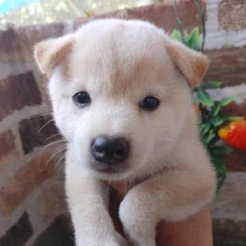 柴犬(標準サイズ)【鹿児島県・女の子・2023年7月10日・白】の写真「もふもふのミニ白熊ちゃん♪」