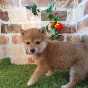 柴犬(標準サイズ)【鹿児島県・男の子・2022年11月22日・赤】の写真「見学後お引き渡し可能です♪犬舎引渡しは割引します。」