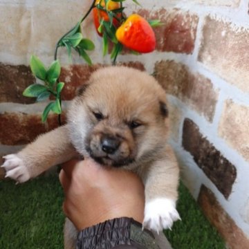 柴犬(標準サイズ)【鹿児島県・男の子・2022年12月12日・赤】の写真「コロコロもふもふの男の子です♪」