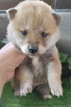 柴犬(標準サイズ)【鹿児島県・男の子・2021年11月2日・赤】の写真「見学後すぐにお渡し可。凛々しい男の子」