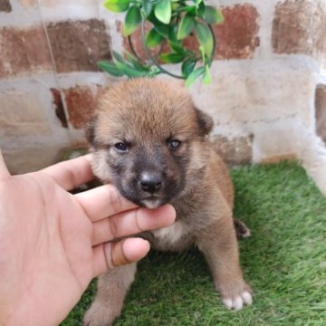 柴犬(標準サイズ)【鹿児島県・男の子・2023年6月19日・赤】の写真「コロコロもふもふの男の子です♪」