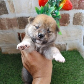 柴犬(標準サイズ)【鹿児島県・男の子・2023年6月19日・赤】の写真「コロコロもふもふの男の子です♪」