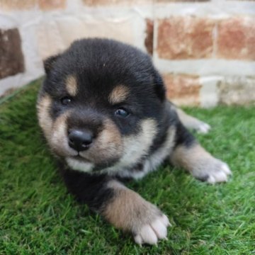 柴犬(豆柴)【鹿児島県・男の子・2023年4月24日・黒】の写真「両親豆柴認定の豆柴男子」