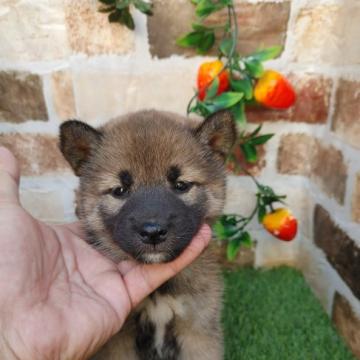 柴犬(標準サイズ)【鹿児島県・女の子・2022年9月27日・赤】の写真「ご見学後に連れて帰る事が可能です♪」