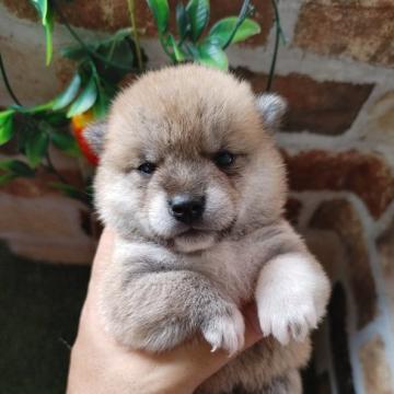 柴犬(標準サイズ)【鹿児島県・男の子・2022年6月21日・赤】の写真「兄弟でも一番の元気坊です♪人見知りとは無縁のタイプ」