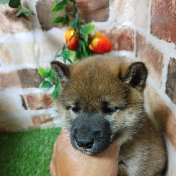 柴犬(標準サイズ)【鹿児島県・男の子・2022年9月27日・赤】の写真「11/16よりお引き渡し可能です♪」