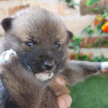 柴犬(標準サイズ)【鹿児島県・男の子・2022年11月22日・赤】の写真「1/10よりお引き渡し可能です♪」