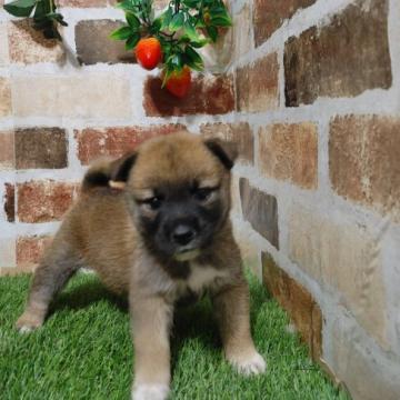 柴犬(標準サイズ)【鹿児島県・女の子・2022年8月16日・赤】の写真「小柄サイズに育ってます♪見学後すぐお渡し可」