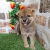 柴犬(標準サイズ)【鹿児島県・男の子・2024年7月28日・赤】の写真1