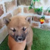 柴犬(標準サイズ)【鹿児島県・男の子・2022年6月21日・赤】の写真2「コロコロタヌキ君」