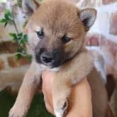 柴犬(標準サイズ)【鹿児島県・男の子・2022年6月21日・赤】の写真4