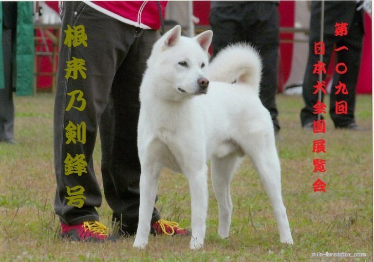 駒澤　秀樹(こまざわ　ひでき)ブリーダー(和歌山県・柴犬など・日本犬保存会/KC登録)の紹介写真2