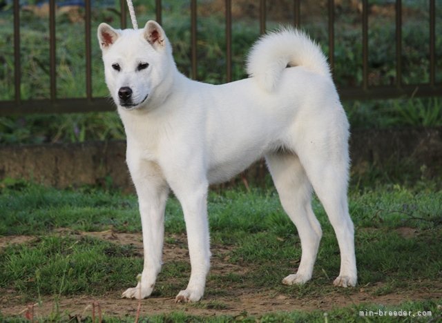 駒澤　秀樹(こまざわ　ひでき)ブリーダー(和歌山県・柴犬など・日本犬保存会/KC登録)の紹介写真7