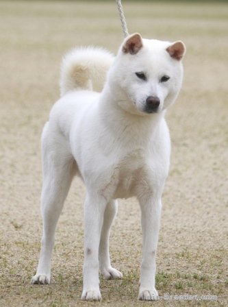 駒澤　秀樹(こまざわ　ひでき)ブリーダー(和歌山県・柴犬など・日本犬保存会/KC登録)の紹介写真8