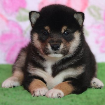 柴犬(豆柴)【和歌山県・男の子・2024年10月18日・黒】の写真「プレミアム血統・毛の配色抜群・タヌキ顔のショー用」