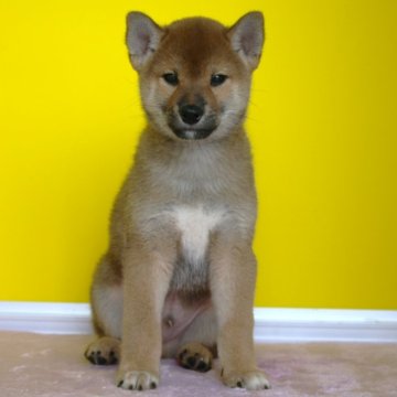 柴犬(標準サイズ)【和歌山県・男の子・2024年9月26日・赤】の写真「綺麗な目の美男子」