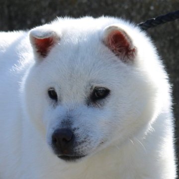 紀州犬【和歌山県・女の子・2024年9月6日・白】の写真「フレンドリーな優しい子」