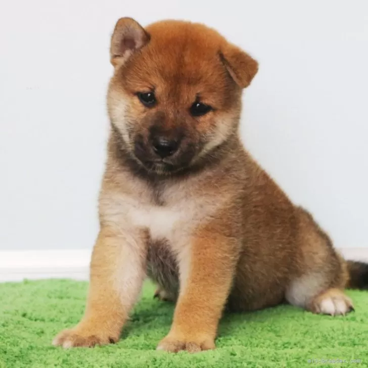 柴犬(標準サイズ)【和歌山県・男の子・2024年8月12日・赤】の写真1