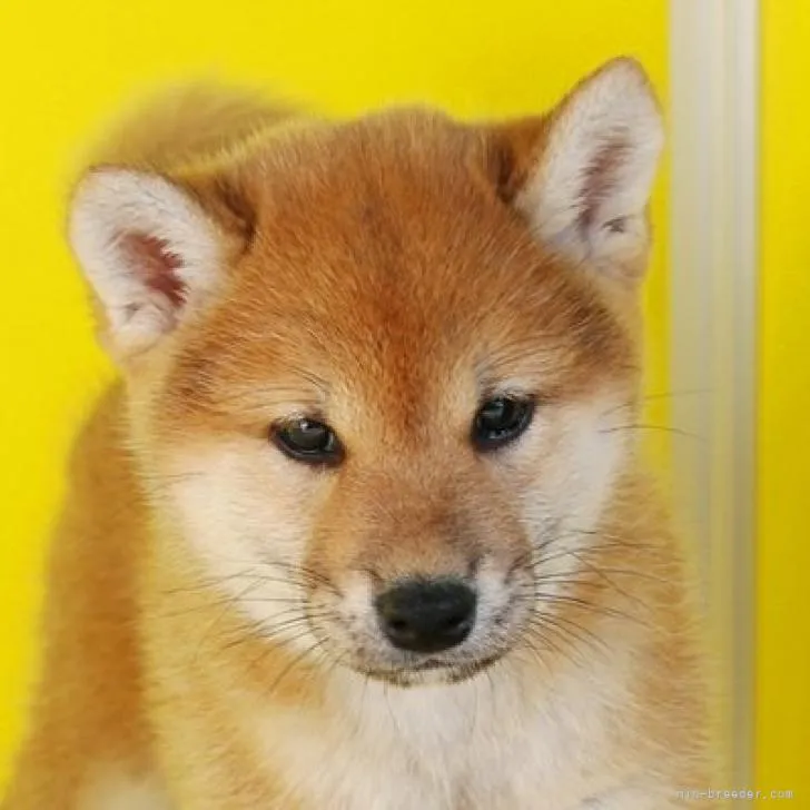 柴犬(標準サイズ)【和歌山県・女の子・2022年8月24日・赤】の写真1「10/20撮影・目型も最高、日本犬特有のハマグリ型・毛色も綺麗な黄赤です。」