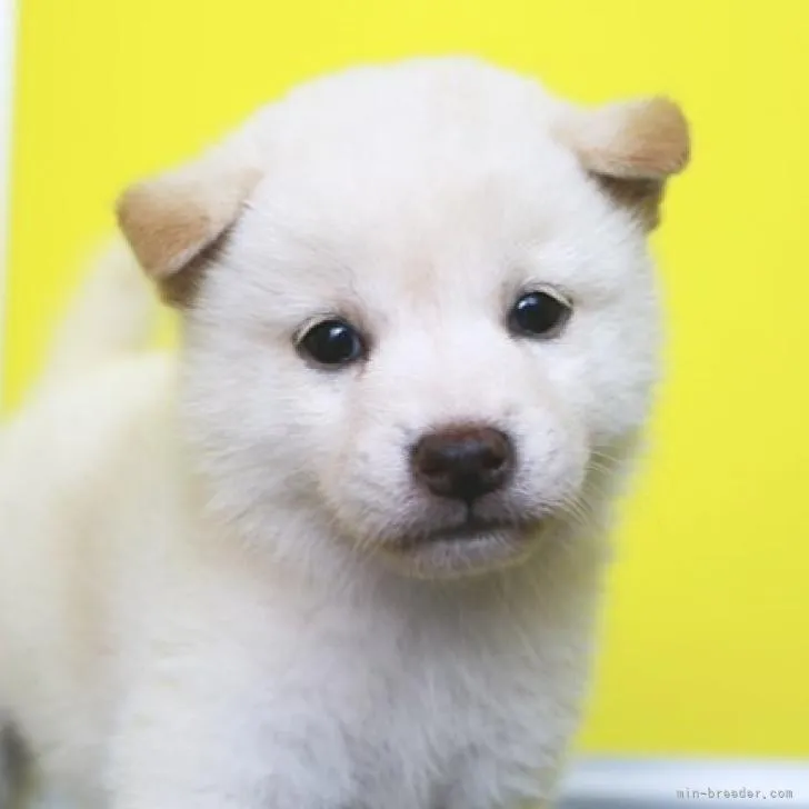 柴犬(標準サイズ)【和歌山県・男の子・2022年7月27日・白】の写真1「（8/25撮影）激可愛い～」