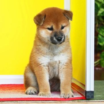 柴犬(標準サイズ)【和歌山県・男の子・2022年8月7日・赤】の写真「日本犬の素朴感が良く出ている仔」