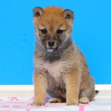 柴犬(豆柴)【和歌山県・女の子・2023年10月6日・赤】の写真「極小の豆柴！メッチャ小さくて可愛い元気な仔です。」