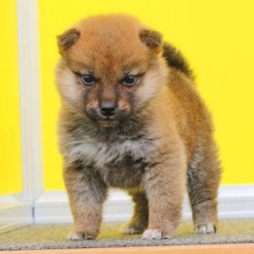 柴犬(豆柴)【和歌山県・男の子・2023年10月6日・赤】の写真「極小の豆柴！メッチャ小さく可愛い元気な仔です。」