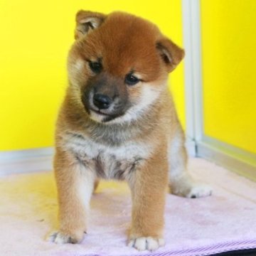 柴犬(標準サイズ)【和歌山県・男の子・2024年9月1日・赤】の写真「激安！ブランド血統のショー用のタヌキ顔の活発な仔」