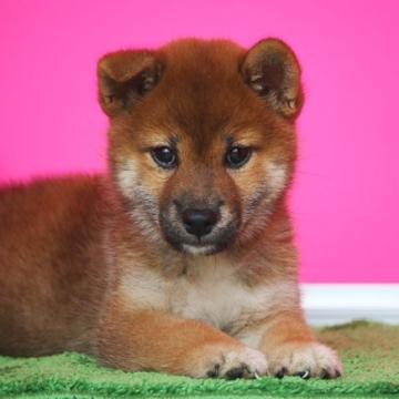 柴犬(標準サイズ)【和歌山県・女の子・2022年6月17日・赤】の写真「激安❢ショータイプのお目々パッチリの性格も良い仔」