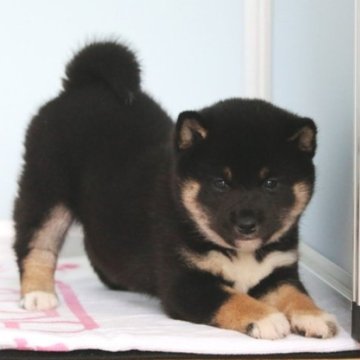 柴犬(豆柴)【和歌山県・女の子・2023年9月11日・黒】の写真「胸に十字柄のまん丸タヌキ顔の女の仔」